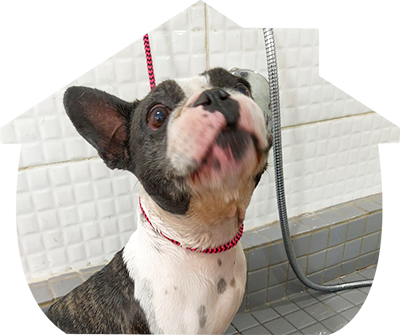 Serviço de banho Dog House